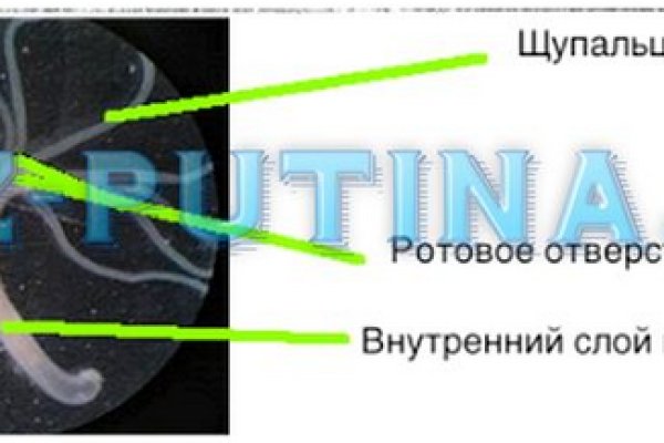 Kraken зеркало рабочее